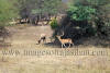 Images of Keoladeo National Park Bharatpur: image 16 0f 28 thumb