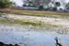 Images of Keoladeo National Park Bharatpur: image 21 0f 28 thumb