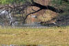 Images of Keoladeo National Park Bharatpur: image 23 0f 28 thumb