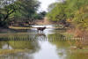 Images of Keoladeo National Park Bharatpur: image 25 0f 28 thumb