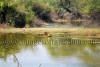 Images of Keoladeo National Park Bharatpur: image 9 0f 28 thumb