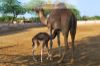 Images of Camel Breeding Farm Bikaner: image 10 0f 16 thumb