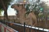 Images of Camel Breeding Farm Bikaner: image 14 0f 16 thumb