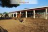 Images of Camel Breeding Farm Bikaner: image 3 0f 16 thumb