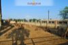 Images of Camel Breeding Farm Bikaner: image 8 0f 16 thumb