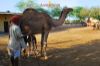 Images of Camel Breeding Farm Bikaner: image 9 0f 16 thumb