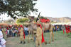 Images of Elephant Festival Jaipur: image 12 0f 32 thumb