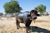 Images of Cattle Fair Nagaur: image 5 0f 32 thumb
