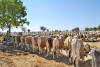 Images of Cattle Fair Nagaur: image 2 0f 32 thumb