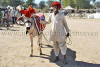 Images of Cattle Fair Nagaur: image 7 0f 32 thumb