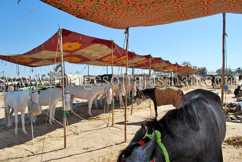 Images of Nagaur Cattle Fair, Images of Rajasthan