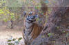 Images of Ranthambhore National Park: image 44 0f 56 thumb