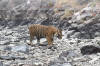 Images of Ranthambhore National Park: image 50 0f 56 thumb