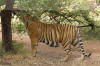 Images of Ranthambhore National Park: image 43 0f 56 thumb