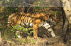Images of Ranthambhore National Park: image 39 0f 56 thumb