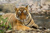 Images of Ranthambhore National Park: image 23 0f 56 thumb