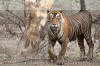 Images of Ranthambhore National Park: image 21 0f 56 thumb