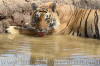 Images of Ranthambhore National Park: image 29 0f 56 thumb