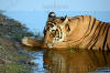 Images of Ranthambhore National Park: image 31 0f 56 thumb