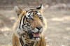 Images of Ranthambhore National Park: image 17 0f 56 thumb