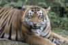 Images of Ranthambhore National Park: image 22 0f 56 thumb