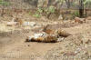 Images of Ranthambhore National Park: image 9 0f 56 thumb