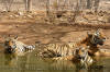 Images of Ranthambhore National Park: image 34 0f 56 thumb