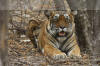 Images of Ranthambhore National Park: image 25 0f 56 thumb