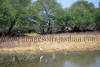 Images of Keoladeo National Park Bharatpur: image 13 0f 28 thumb