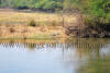 Images of Keoladeo National Park Bharatpur: image 15 0f 28 thumb