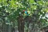 Images of Keoladeo National Park Bharatpur: image 6 0f 28 thumb