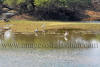 Images of Keoladeo National Park Bharatpur: image 22 0f 28 thumb