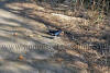 Images of Keoladeo National Park Bharatpur: image 27 0f 28 thumb