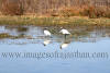 Images of Keoladeo National Park Bharatpur: image 28 0f 28 thumb