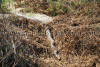 Images of Keoladeo National Park Bharatpur: image 4 0f 28 thumb