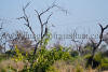 Images of Keoladeo National Park Bharatpur: image 5 0f 28 thumb