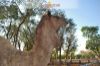 Images of Camel Breeding Farm Bikaner: image 12 0f 16 thumb