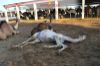 Images of Camel Breeding Farm Bikaner: image 4 0f 16 thumb