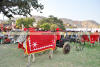 Images of Elephant Festival Jaipur: image 14 0f 32 thumb