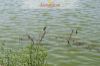 Images of Jal Mahal Jaipur: image 13 0f 40 thumb