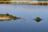 Images of Jal Mahal Jaipur: image 25 0f 40 thumb