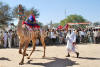 Images of Cattle Fair Nagaur: image 22 0f 32 thumb