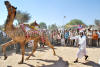 Images of Cattle Fair Nagaur: image 20 0f 32 thumb