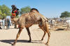 Images of Cattle Fair Nagaur: image 19 0f 32 thumb