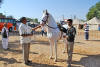 Images of Cattle Fair Nagaur: image 10 0f 32 thumb