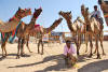 Images of Cattle Fair Nagaur: image 13 0f 32 thumb