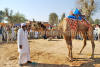 Images of Cattle Fair Nagaur: image 17 0f 32 thumb