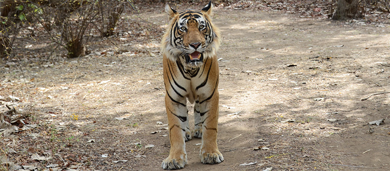 Ranthambhore Images, Pictures of Ranthambhore, Images of Ranthambhore India