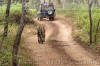 Images of Ranthambhore National Park: image 8 0f 56 thumb