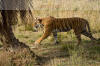 Images of Ranthambhore National Park: image 40 0f 56 thumb